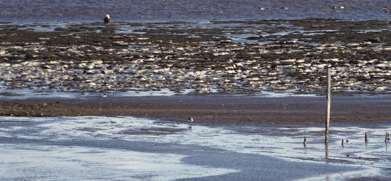 Bald Eagle and Killdeer, Blackwater Natural Wildlife Reservoir, Cambridge MD, Jan ’25